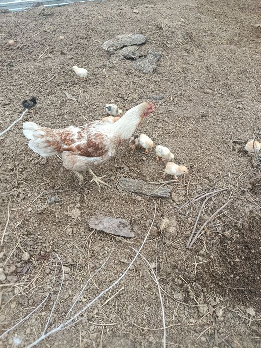 Продам квочку с циплятами