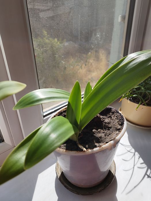 Продам два комнатных цветка