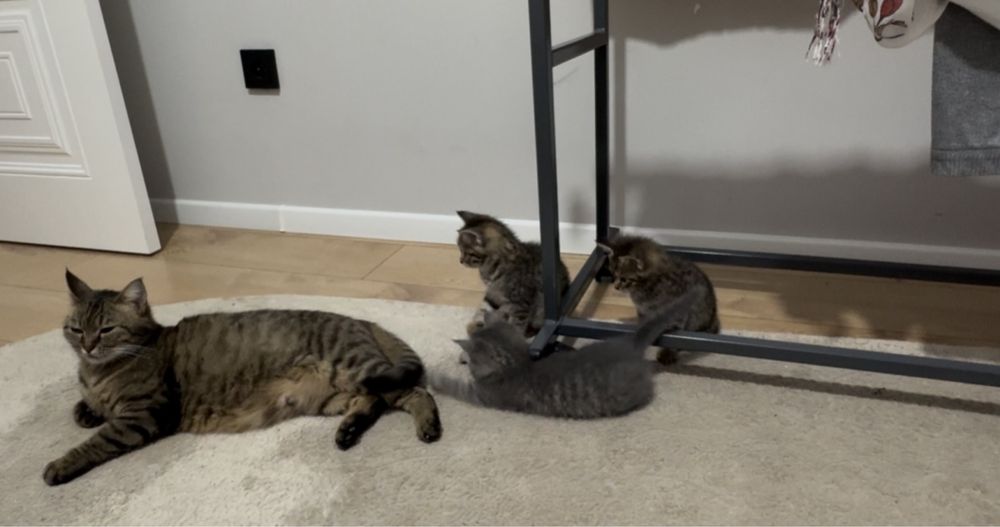 Отдаем милых котенка в добрые руки