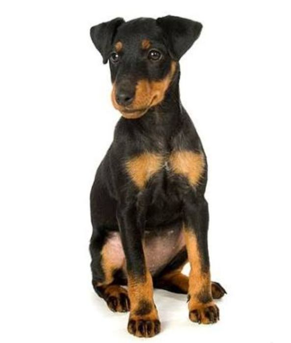 Яг терьер 2 рабочих кобеля