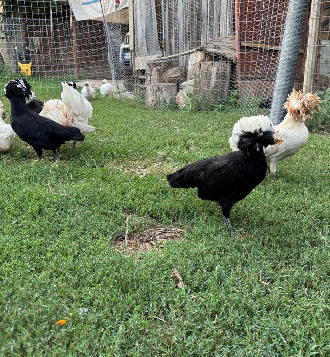 Motata olandeza Mii de flori