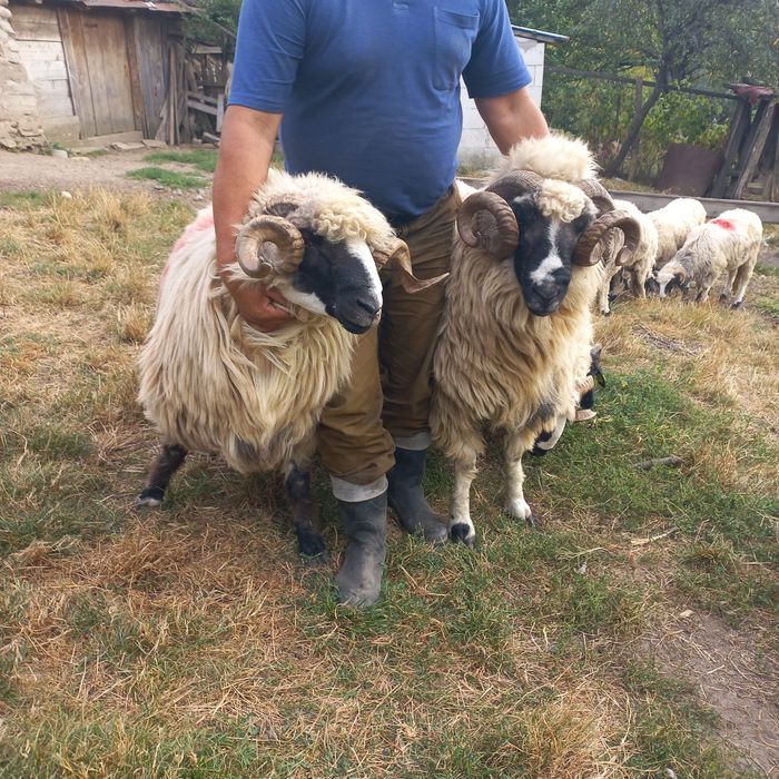 Berbeci brezi de Petroșani