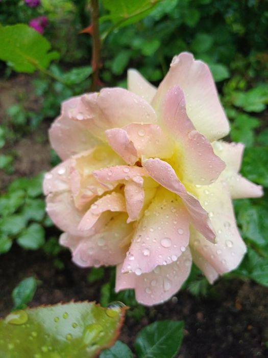 Розы для Вашего сада