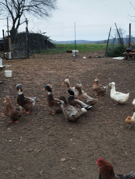 Vând rățoi cu moț