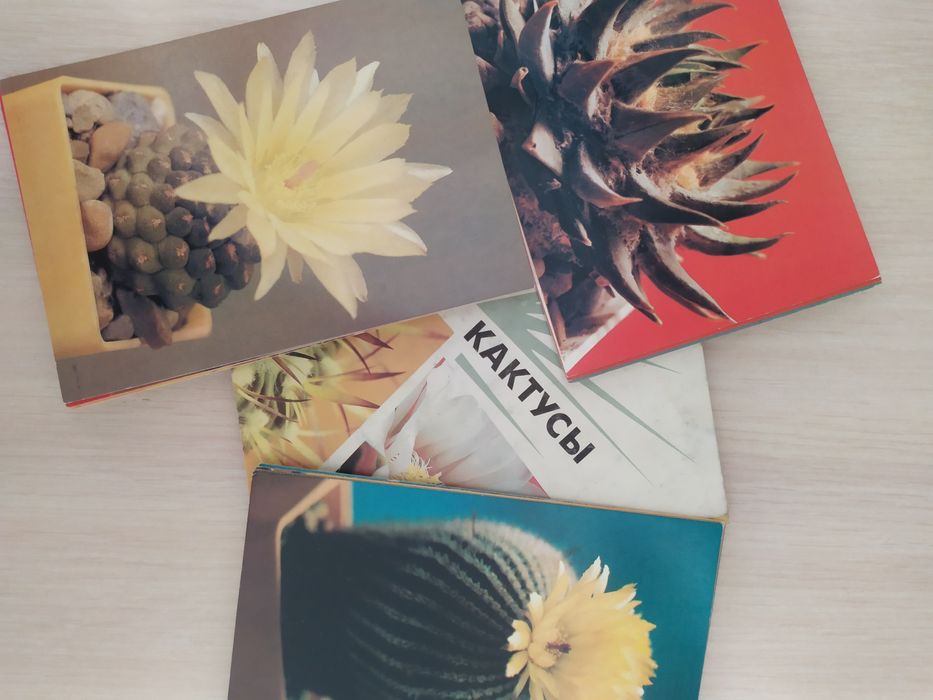 Набор открыток "Кактусы"