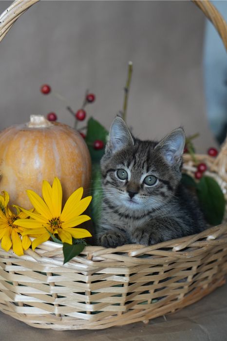 Котята британцы. Котята в хорошие руки.