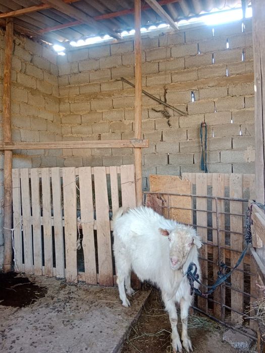 Теке орыс сатылады