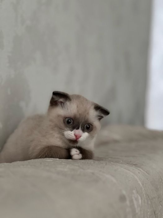 Котенок метис  рэгдолла продаю