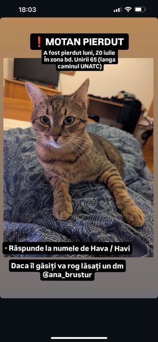 Adopție cățel 3 luni, recent operat
