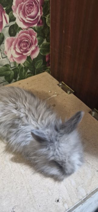 Продам декоративных кроликов