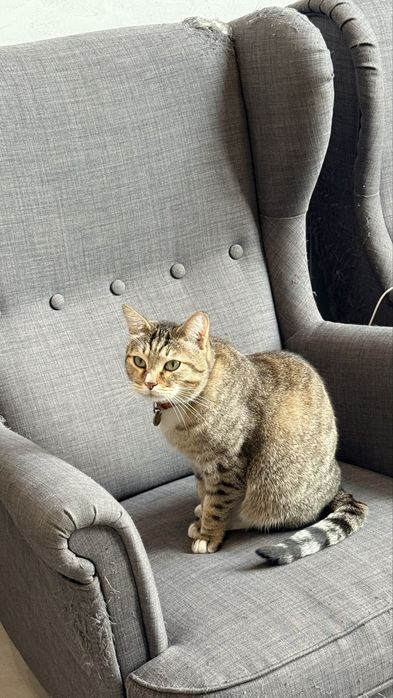 Котенок бенгальский