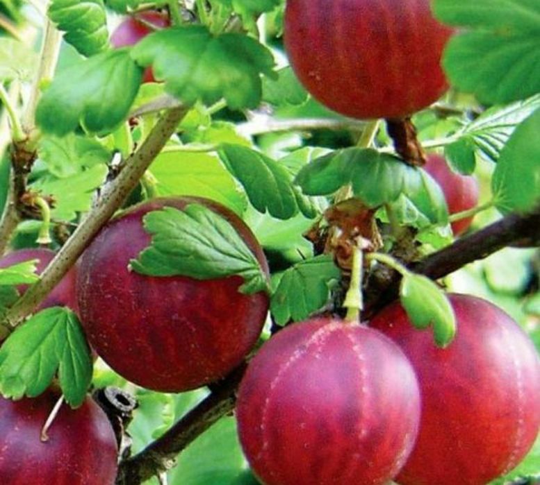 Arbuști Fructiferi (Agris Roșu)