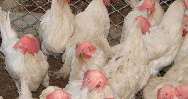 Куры белые несушки на март