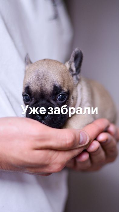 Щенки французского бульдога
