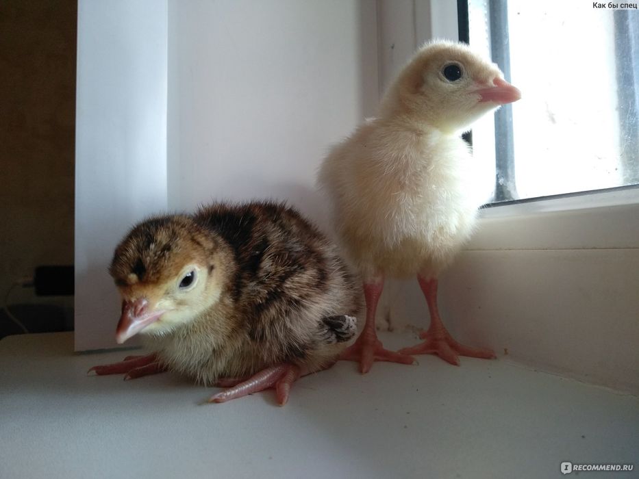 Индюшата суточные