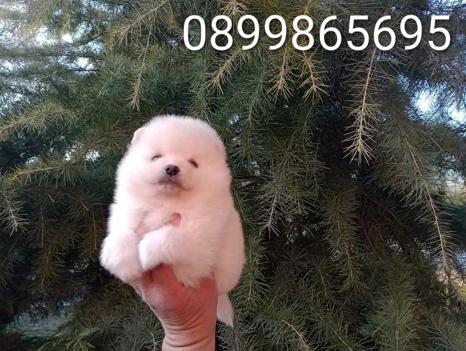 Бели и кремави Шпицлета!