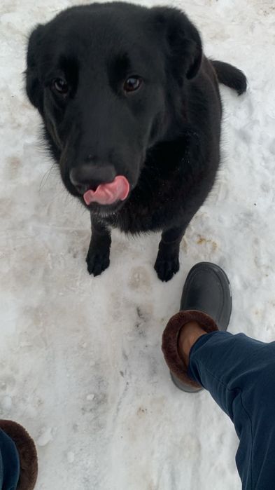 Собака помесь лабрадора