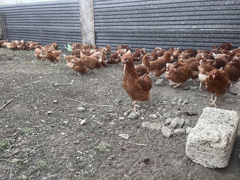 Продам куры ломан браун