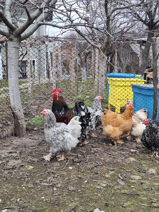 Продавам оплодени яйца от кохин стандарт