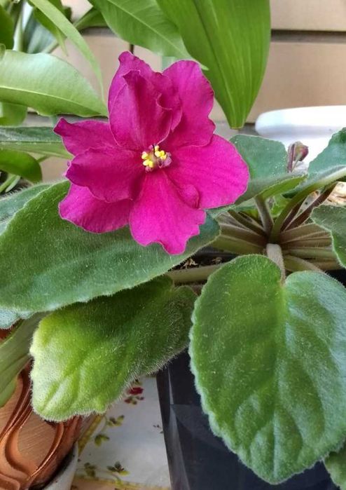 Фиалка - цветы малинового цвета.