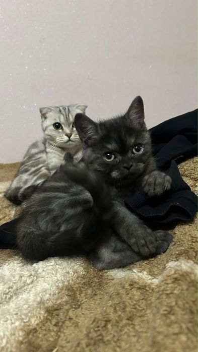 Продам котёнка срочно