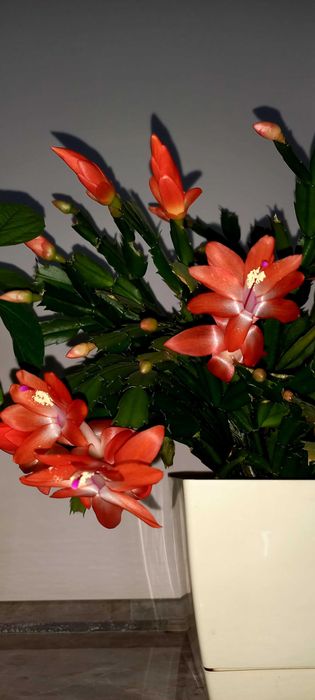 Декабрист (шлюмбергера)