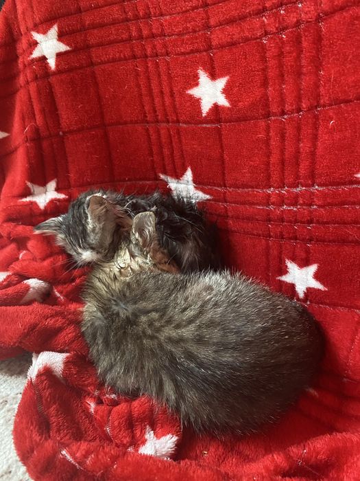 СРОЧНО котята ищут добрые руки