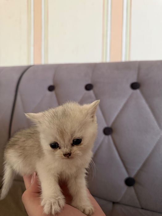 Котенок Британская шиншила