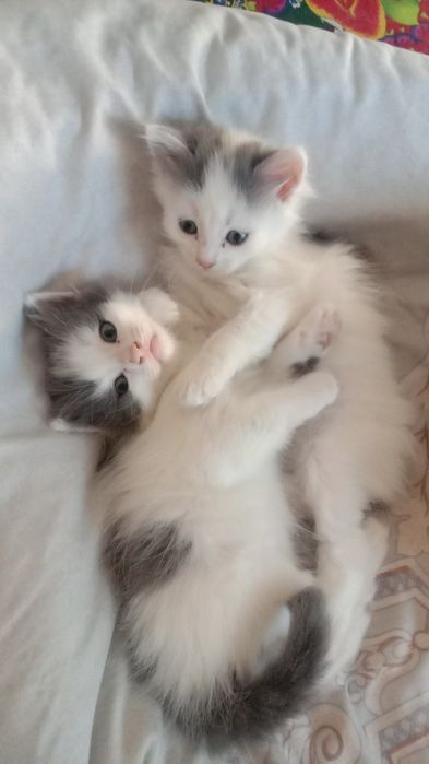 Отдам добрые руки котенка