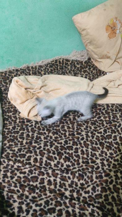 Отдам котенка 3 мес