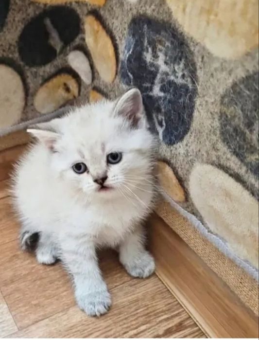 Британский котенок мальчик