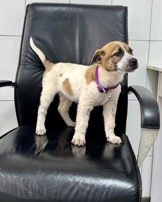 Щенок девочка в добрые руки