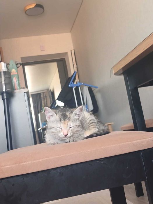 Отдам котят, кошку