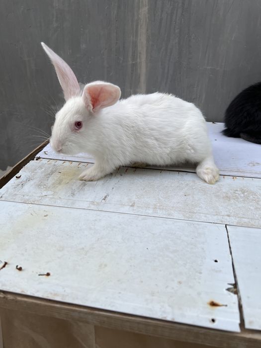 Velikan quyon sotiladi