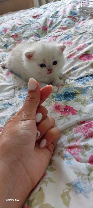 Британ, чистокровьный