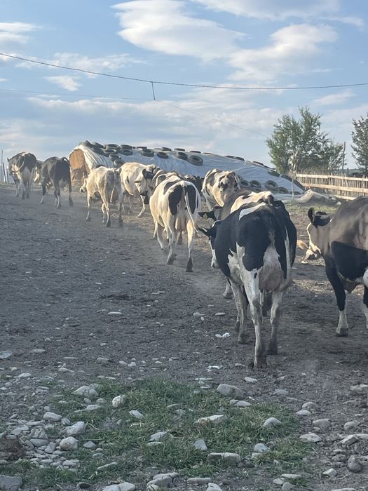 Vaci de lapte, din rasa Hollsthen f bune de lapte, tinere,la prima si a doua fatare..dau lot, sau la alegere… de vanzare juninci !