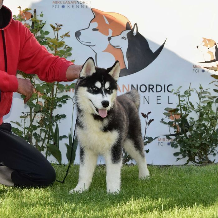 Pui Husky Siberian, părinți campioni.