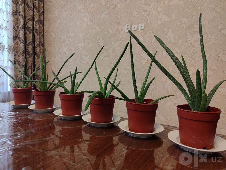 Aloe guli sotiladi