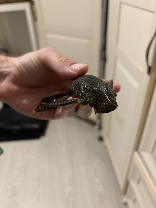 Продаю рыбок и аквариум