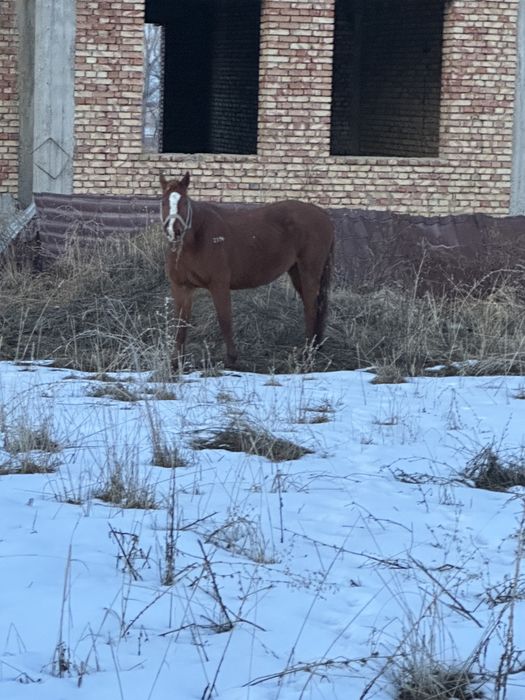 Буаз бие сатылад жуас