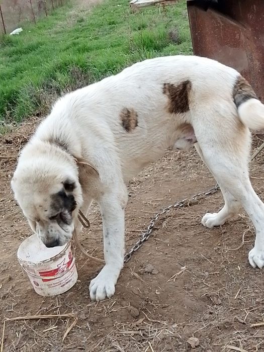 Алабай ит жасы 7