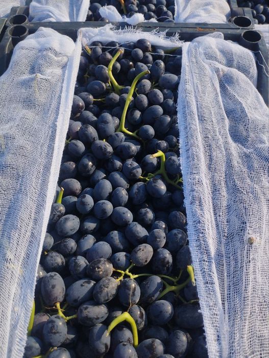 Продается саженцы винограда