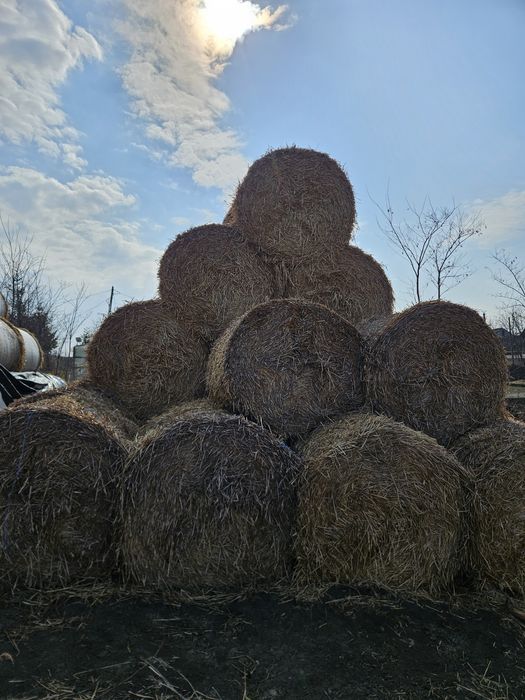 Baloți paie orz 120x120