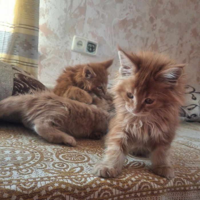 Продам котят мейн кун