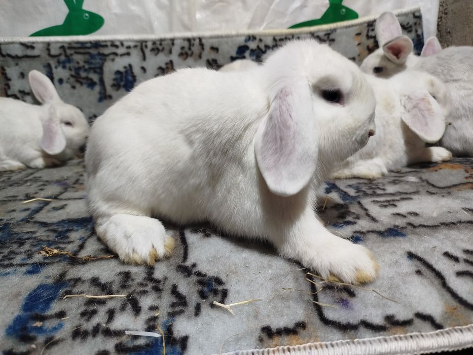 Декоративные куёнлар  алмаз глаз