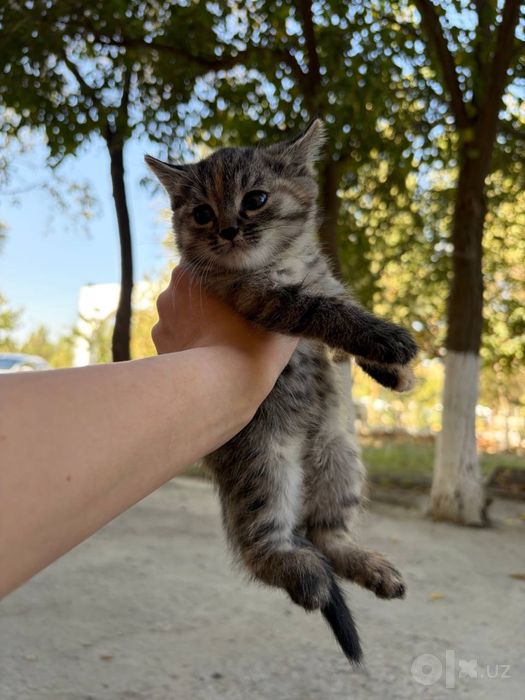 Котята в добрые руки.