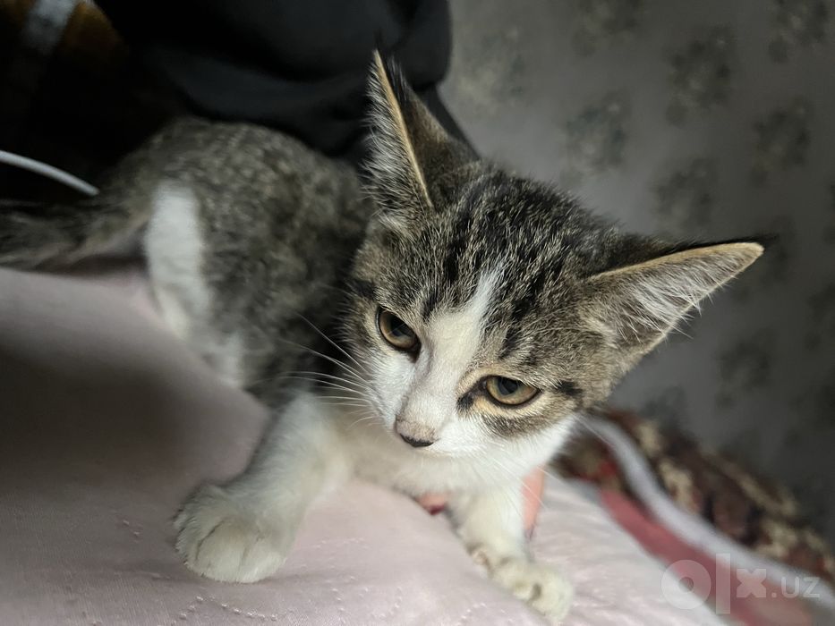 European Shorthair  Aegean cat