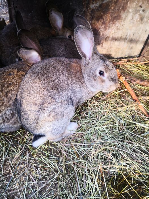 Кролы от 6мес по 6000тг. С. Ключи