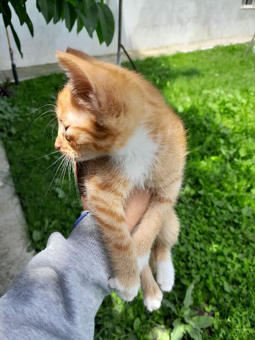 Dau spre adoptie acesti pisoiași