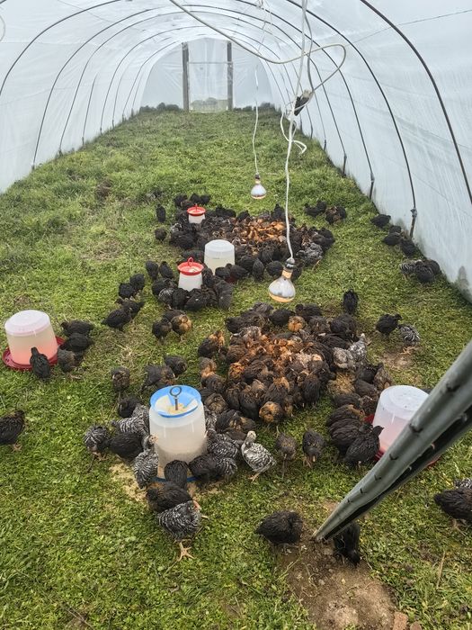 Съпер Харко на 1 месец